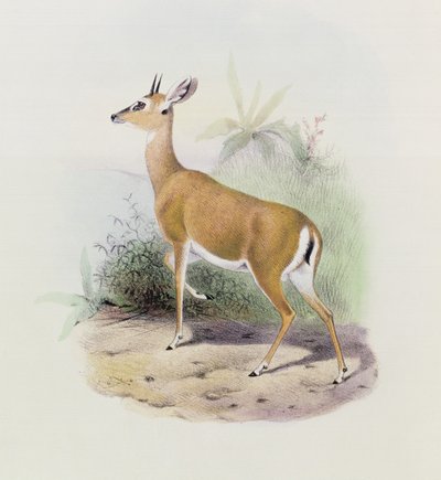 Antilope, da 